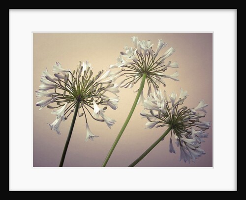 African Lilies by Assaf Frank